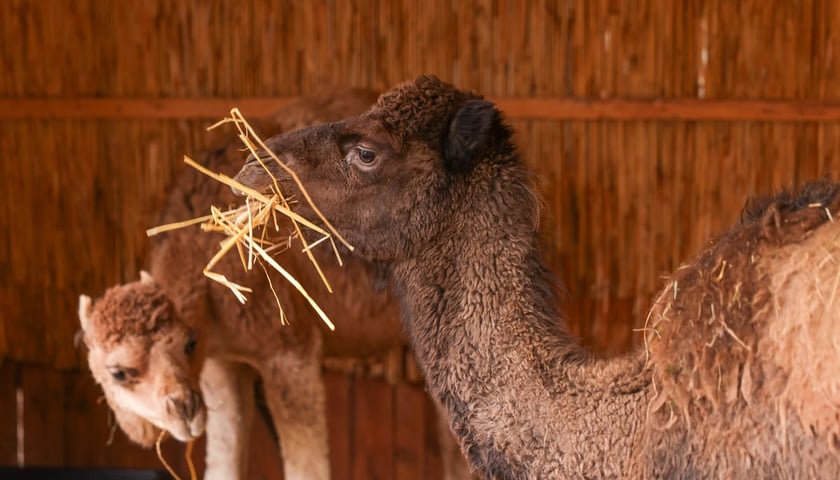 Powiększ obraz: Żywa szopka przy kościele p.w. Matki Boskiej Pocieszenia na Dąbiu