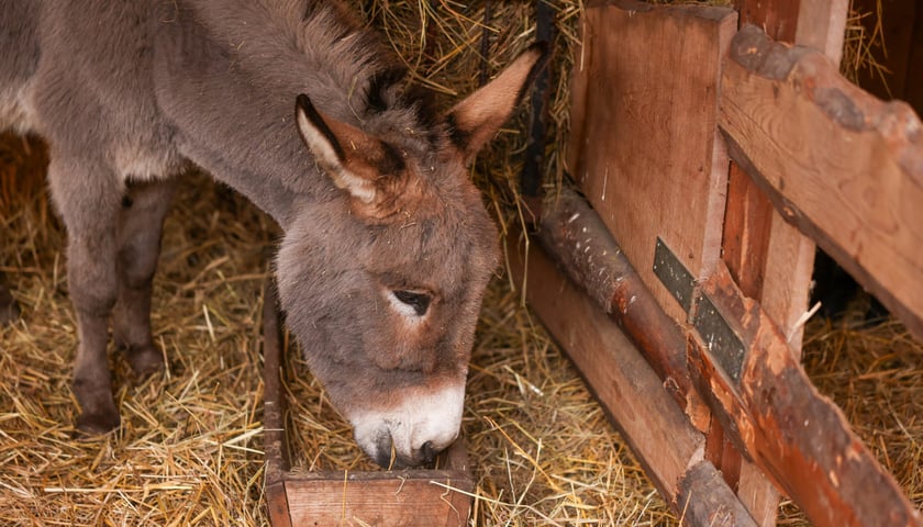 Powiększ obraz: Żywa szopka przy kościele p.w. Matki Boskiej Pocieszenia na Dąbiu