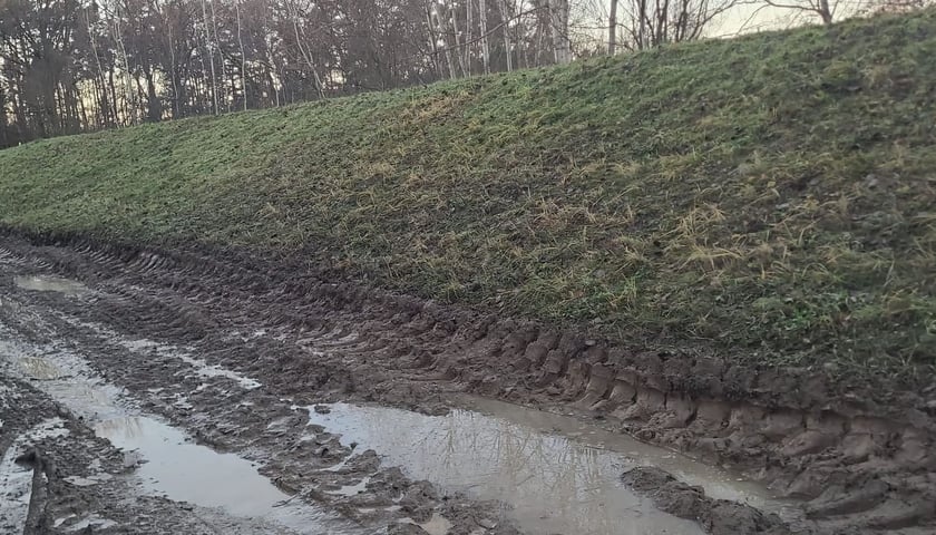 Powiększ obraz: <p>Rozjechane wały przeciwpowodziowe w powiecie oławskim</p>