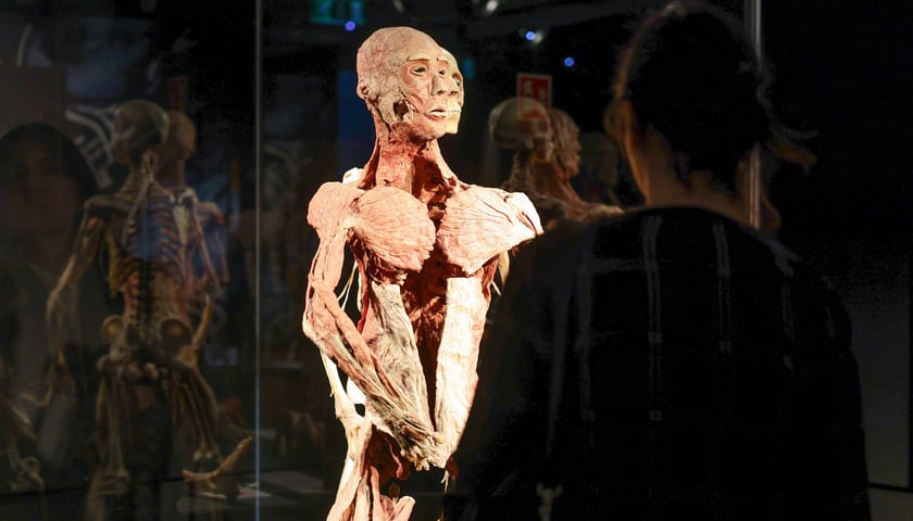 Powiększ obraz: <p>Relacja z wystawy Body Worlds w IASE</p>
