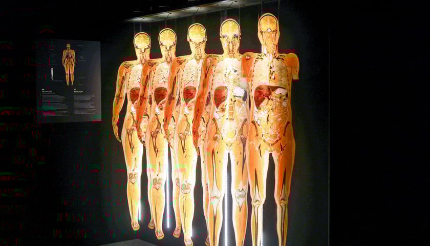 Powiększ obraz: <p>Relacja z wystawy Body Worlds w IASE</p>