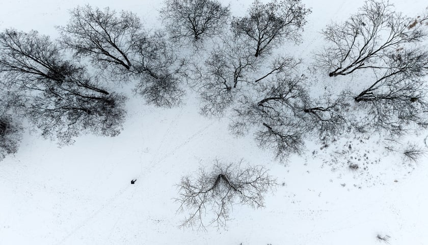 Powiększ obraz: Drzewa w okolicy ulicy Mazowieckiej