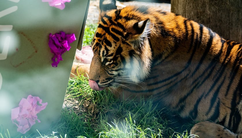 Powiększ obraz: <p>Zostań opiekunem tygrys&oacute;w lub spędź dzień z najsłynniejszym i najkochańszym gangiem w Polsce</p>