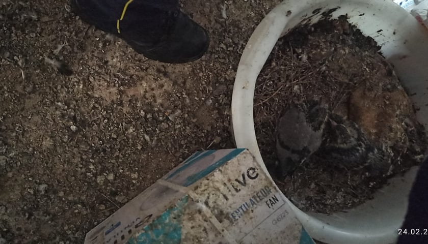 Powiększ obraz: <p>Interwencja w mieszkaniu na Nowowiejskiej - Animal Patrol likwiduje nielegalny "gołębnik"</p>