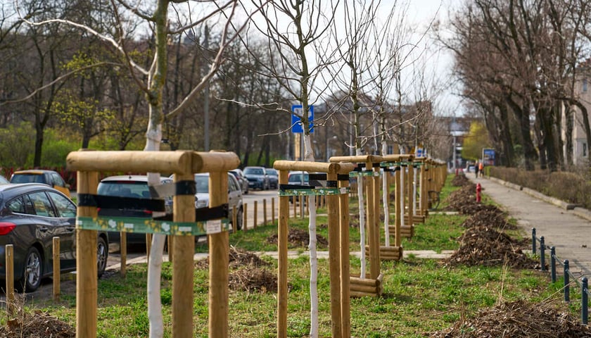 Powiększ obraz: <p>Nasadzenia zieleni przy Placu Staszica, zdjęcie archiwalne</p>