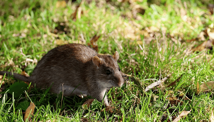 Powiększ obraz: Szczur siedzący na zielonej trawie