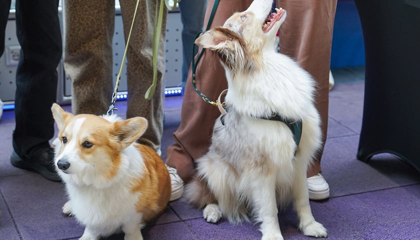 Powiększ obraz: PSYwitanie wiosny w Pasażu Grunwaldzkim 2026