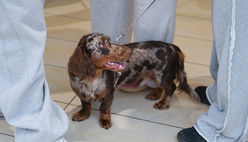 Powiększ obraz: PSYwitanie wiosny w Pasażu Grunwaldzkim 2026