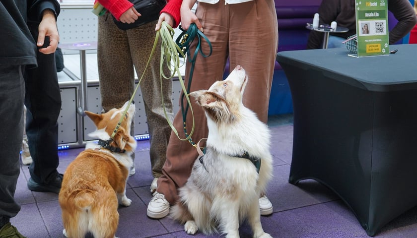 Powiększ obraz: PSYwitanie wiosny w Pasażu Grunwaldzkim 2026