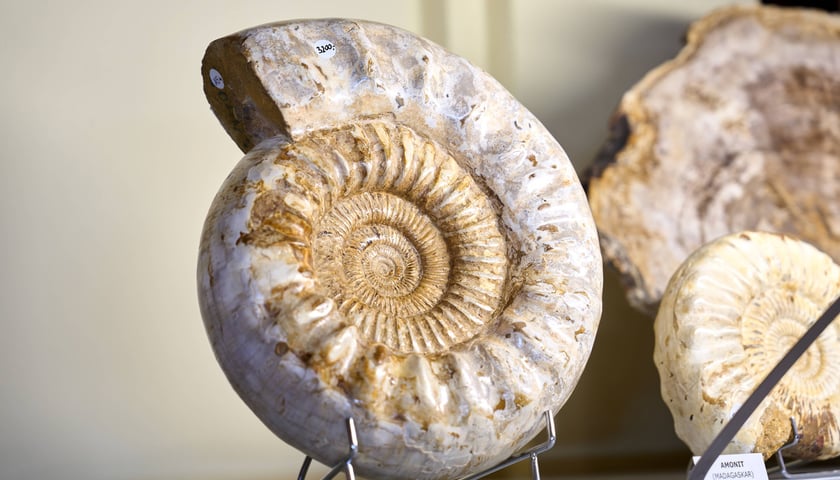 Powiększ obraz: Wiosenne Targi Minerałów, Biżuterii i Wyrobów Jubilerskich we Wrocławiu