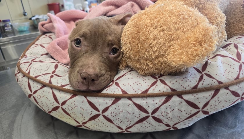 Powiększ obraz: <p>Lulu odpoczęła w schronisku i trafiła do domu tymczasowego</p>