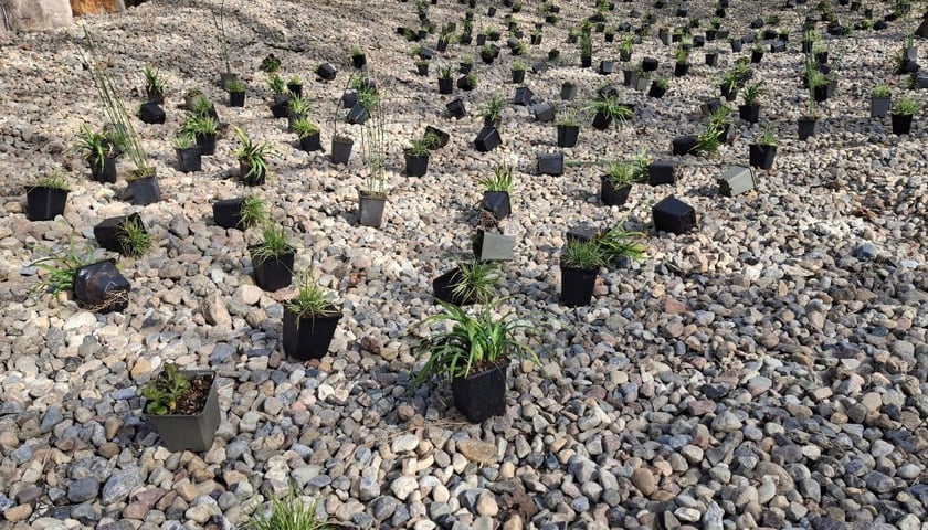 Nasadzenia na skwerach przy ul. Wandy oraz Na Szańcach