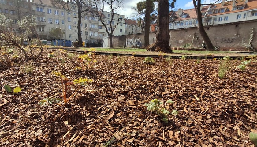 Nasadzenia na skwerach przy ul. Wandy oraz Na Szańcach