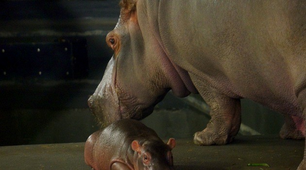 Hippo born in Wroclaw Zoo