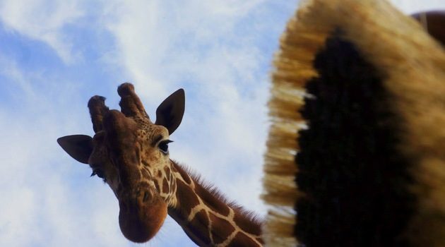 Giraffes get used to new brushes [VIDEO]