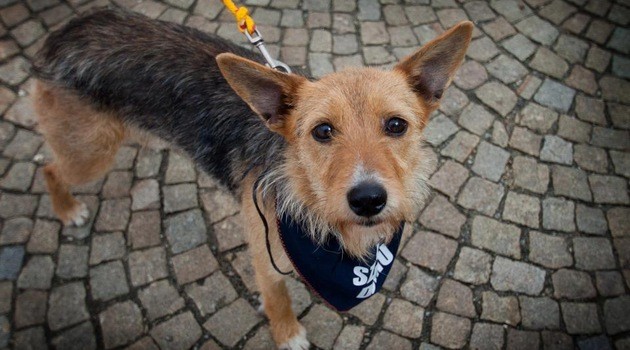 Gazozo - Wroclaw celebrity dog
