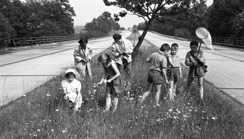 Autostrada A4 i grupa dzieci na środkowym pasie pokrytym trawą, okolice Kątów Wrocławskich, lata 50. XX wieku
