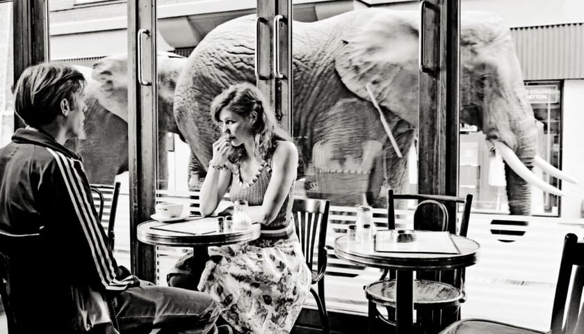 DKF: „Zakochani widzą słonie”