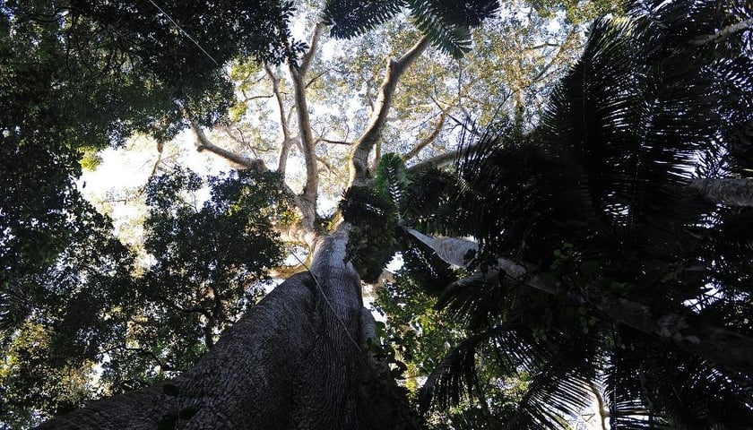 „Był sobie las” – warsztaty plus dyskusja w DCF-ie