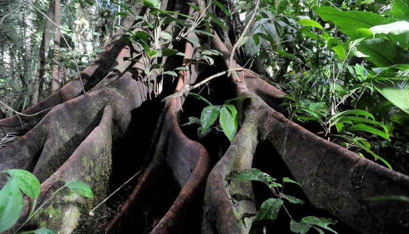 „Był sobie las”