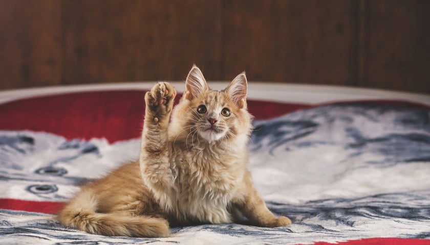 Kocie twarze Moniki Małek