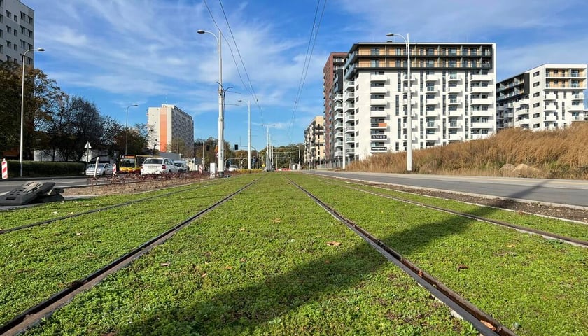 Na zdjęciu nowe krzewy, drzewa i rozchodnik na budowanej linii tramwajowej z centrum miasta w stronę Popowic