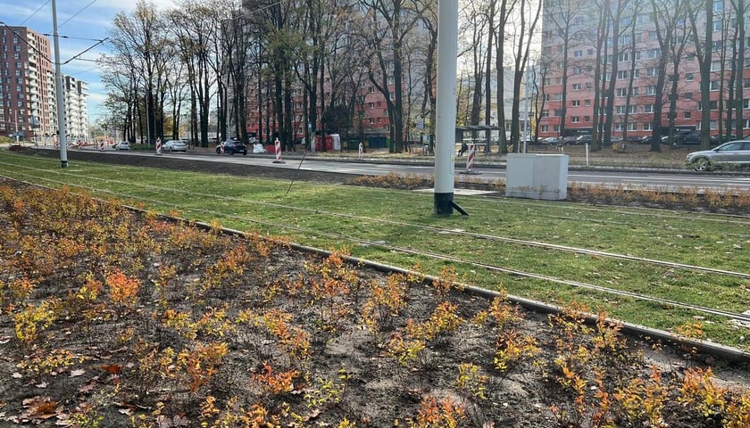 Na zdjęciu nowe krzewy, drzewa i rozchodnik na budowanej linii tramwajowej z centrum miasta w stronę Popowic