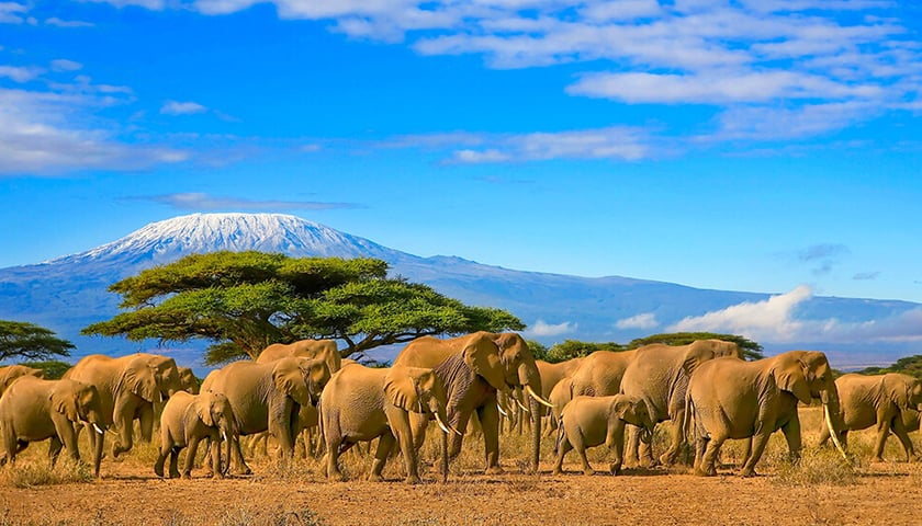 Powiększ obraz: Kenia. Na zdjęciu stado słoni
