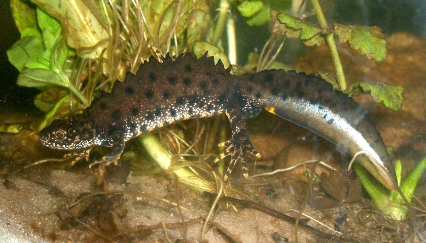 Powiększ obraz: Traszka grzebieniasta (Triturus cristatus)