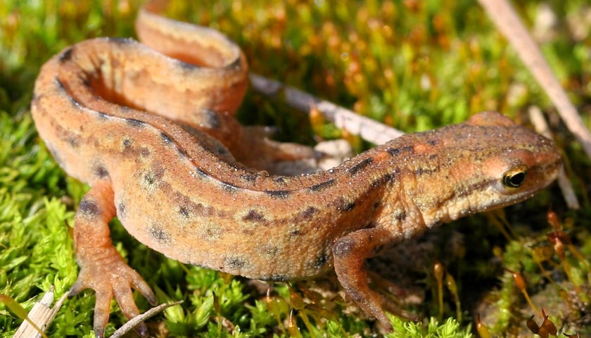 Powiększ obraz: Traszka zwyczajna (Lissotriton vulgaris)