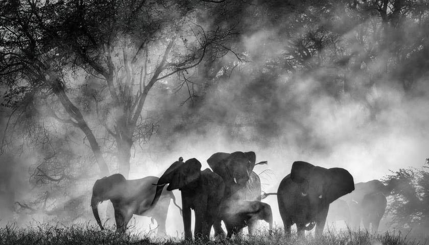 <p>kadr z filmu "Sny o słoniach"</p>