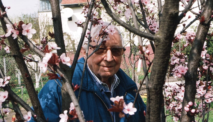 Portret Tadeusza Różewicza przy kwitnącym drzewie