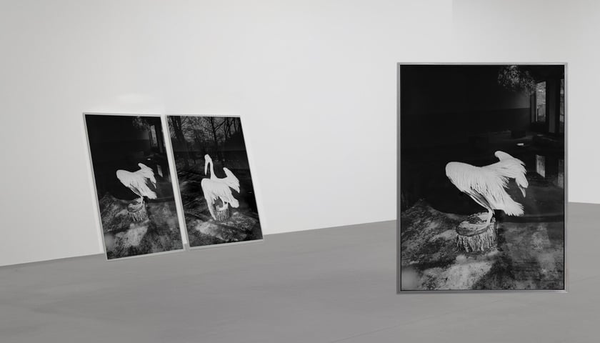 Tom Swoboda, Dwuboczne symetrie, z cyklu Animal Space, 2025, dzięki uprzejmości artysty