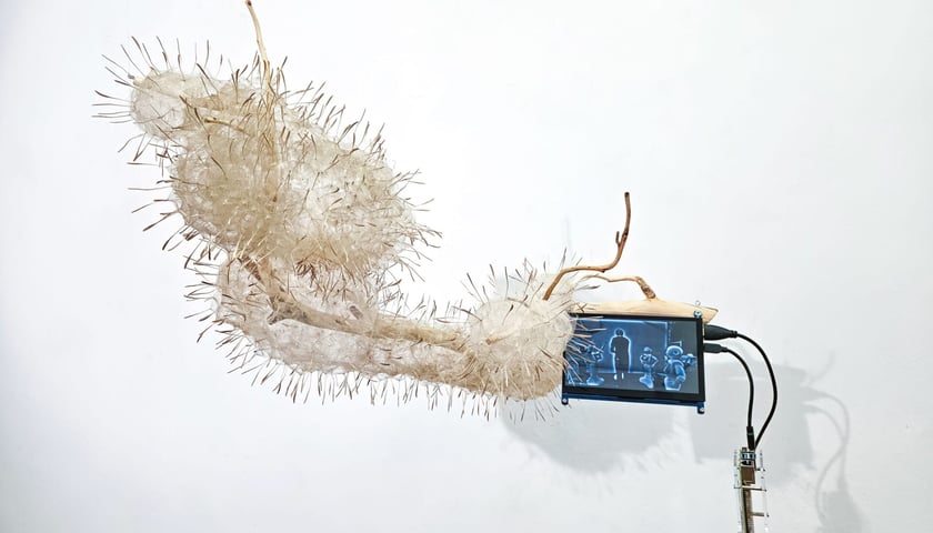 Konrad Juściński, z cyklu Sekwencje błęd&oacute;w, technika własna, gałęzie drzewa śliwy, nasiona kozibrodu łąkowego (Tragopogon pratensis), mini monitor, wideo, wymiary orientacyjne 50 &times; 80 &times; 60 cm, 2025, fragment
