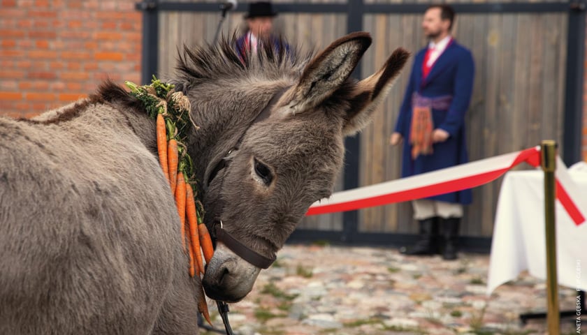 Kadr z filmu „IO” Jerzego Skolimowskiego, współprodukowanego przez Wrocław, który obejrzymy na Konfrontacjach Filmowych