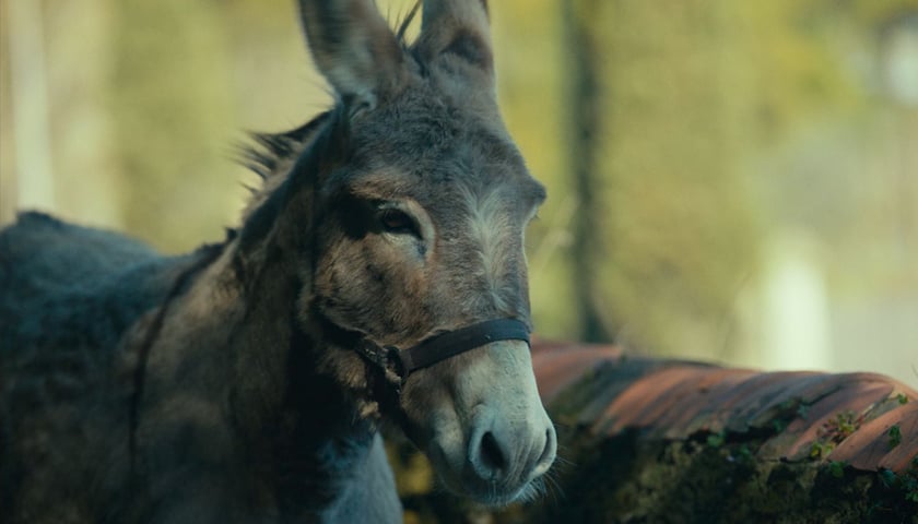 Kadr z filmu "IO" z osoiołkiem