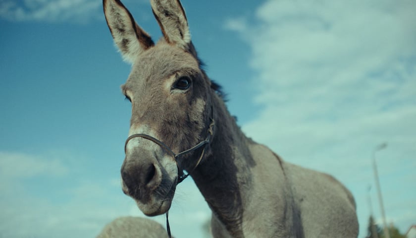 Na zdjęciu osioł - kadr z filmu "IO" Jerzego Skolimowskiego, który zdobył sześć statuetek Orła