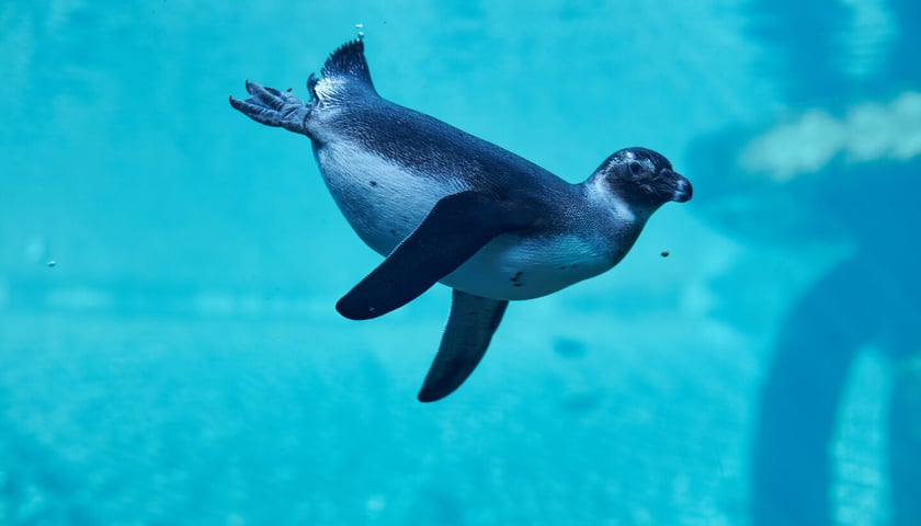 Powiększ obraz: Pingwin we wrocławskim zoo