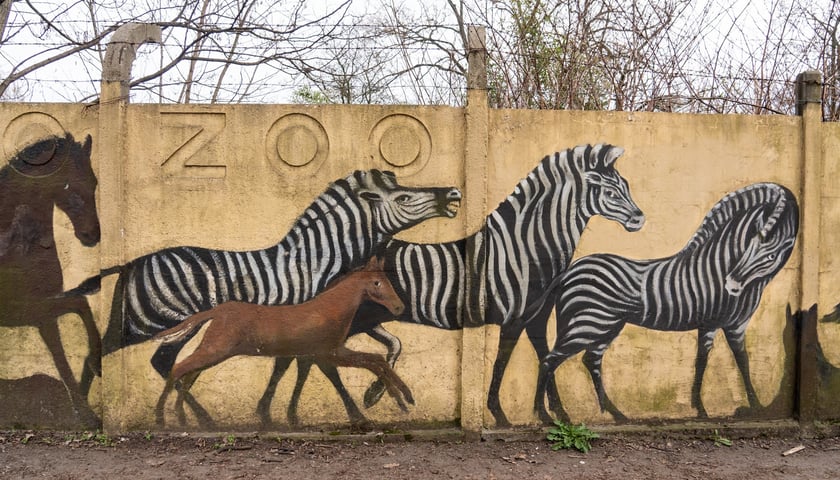 Fragment muralu Jerzego Wołoszynowicza na ogrodzeniu zoo m.in. z zebrami