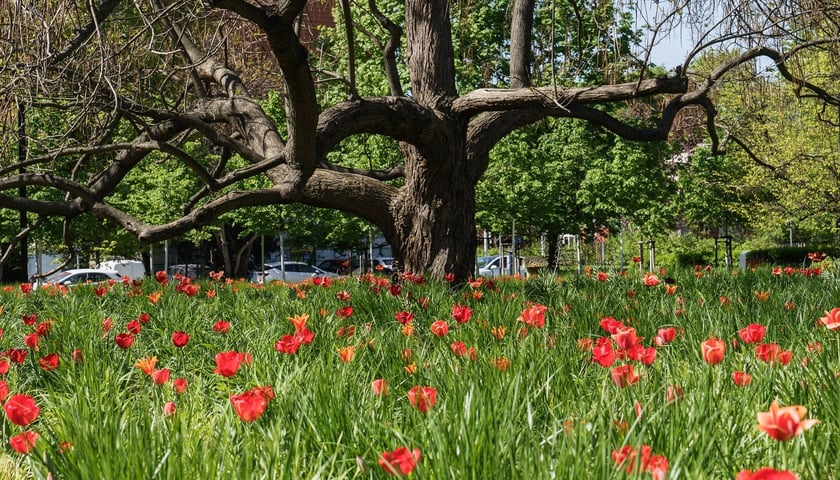 Skwer Wrocławianek przy Bernardyńskiej