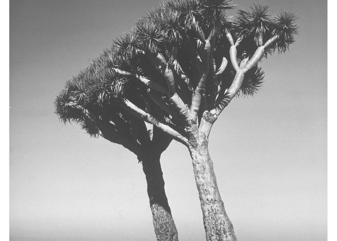 Stefan Arczyński obchodzi 99. urodziny. Wystawa w prezencie