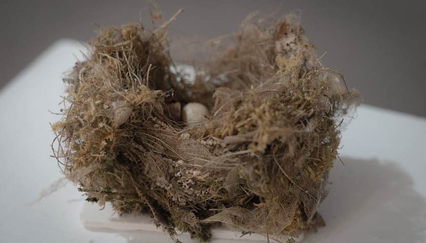<p>Nests</p>