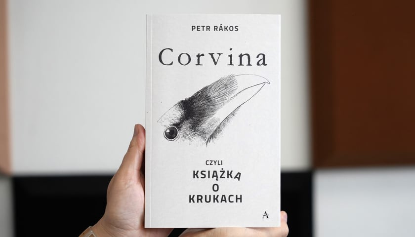 <p class="MsoNormal">Petr R&aacute;kos, &bdquo;Corvina, czyli książka o krukach&rdquo;, przełożyła Olga Czernikow, Wydawnictwo Amaltea</p>