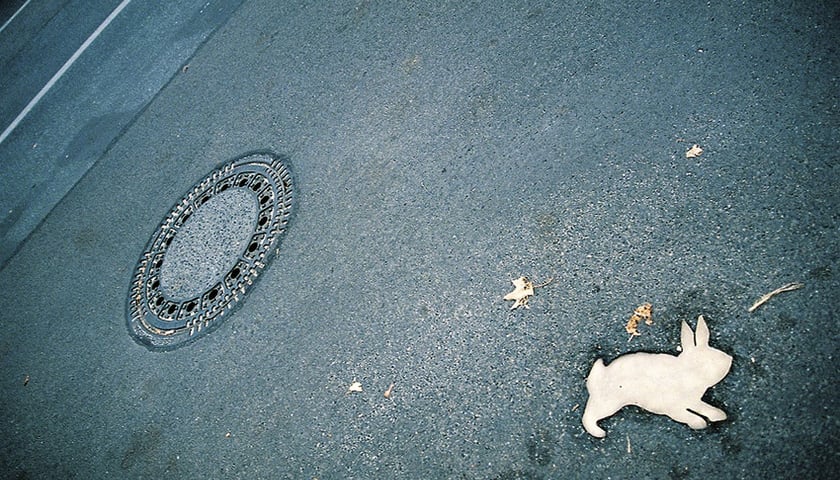 <p>Biały kr&oacute;lik na afalcie - kadr z filmu "Kr&oacute;lik po berlińsku"</p>