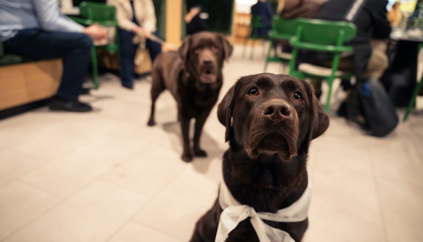 Psy podczas "Dog Friendly Conference".