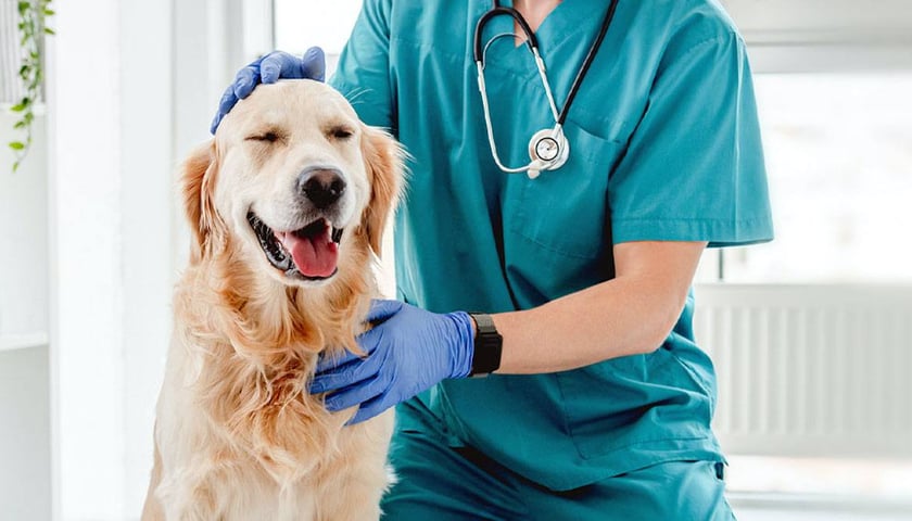 Nowy lek ma pomóc psom w wyleczenie przykrej dolegliwości. 