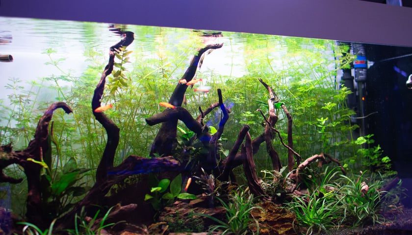 Trzmiel, sklep akwarystyczny na Nowym Dworze we Wrocławiu