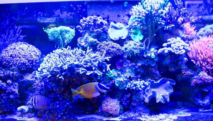 Trzmiel, sklep akwarystyczny na Nowym Dworze we Wrocławiu