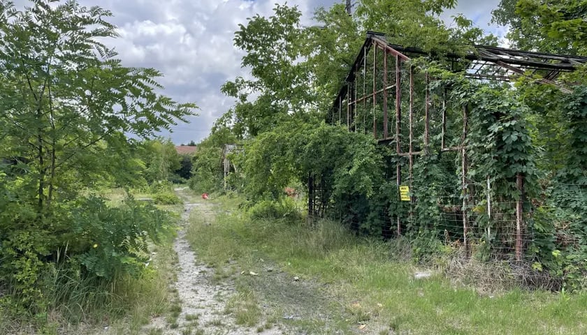 Otwarta zielona przestrzeń. Polna ścieżka. Stara, zniszczona szklarnia.