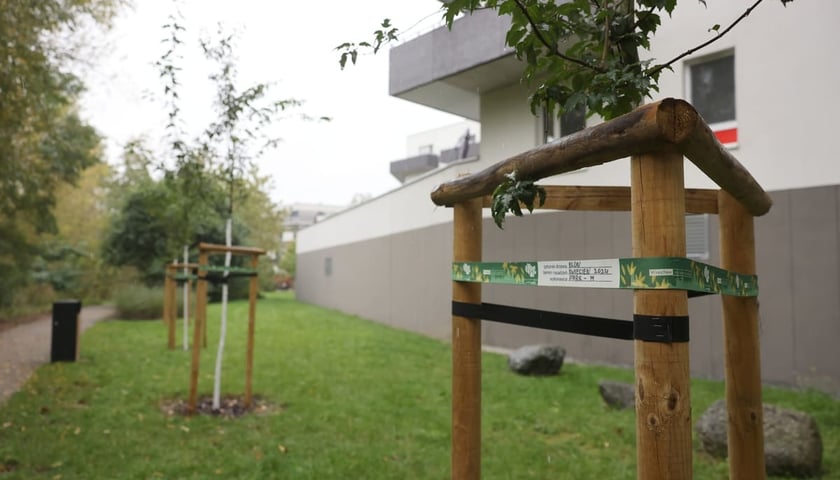 Smocze Uroczysko - naturalistyczny park na osiedlu Strachocin-Swojczyce-Wojnów. Projekt nr 326 w WBO 2021.